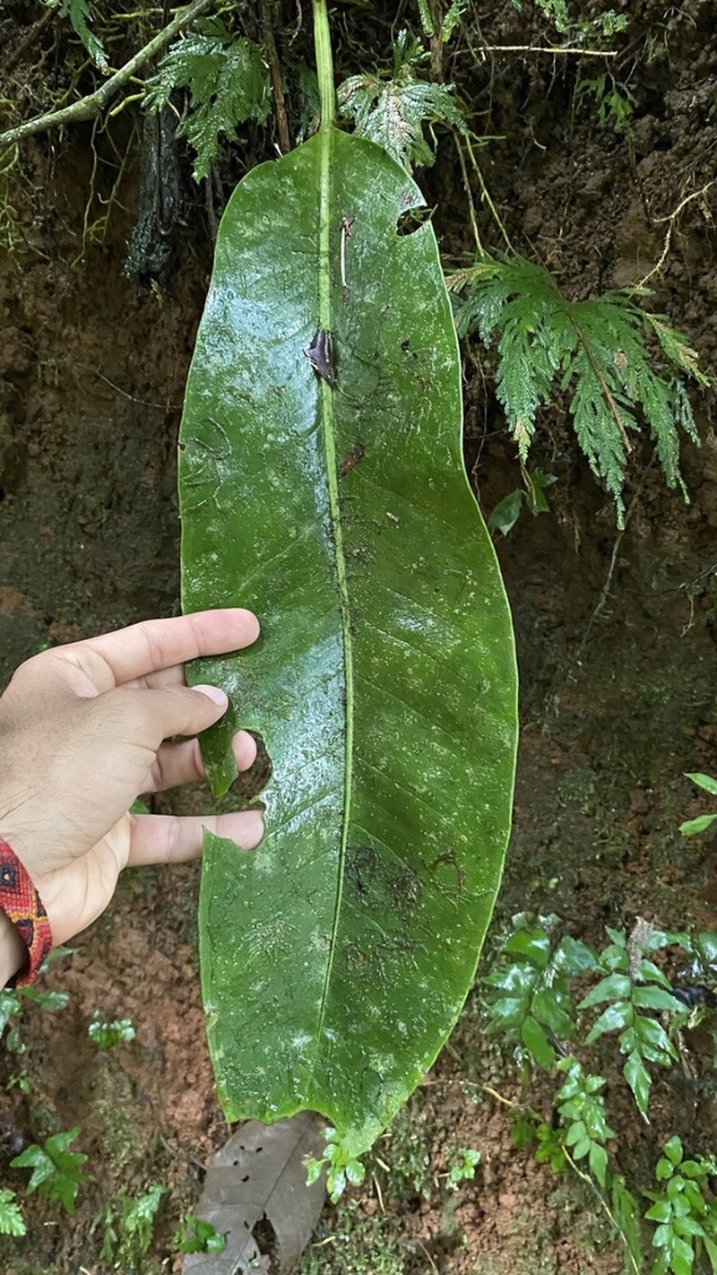 Anthurium ramonense