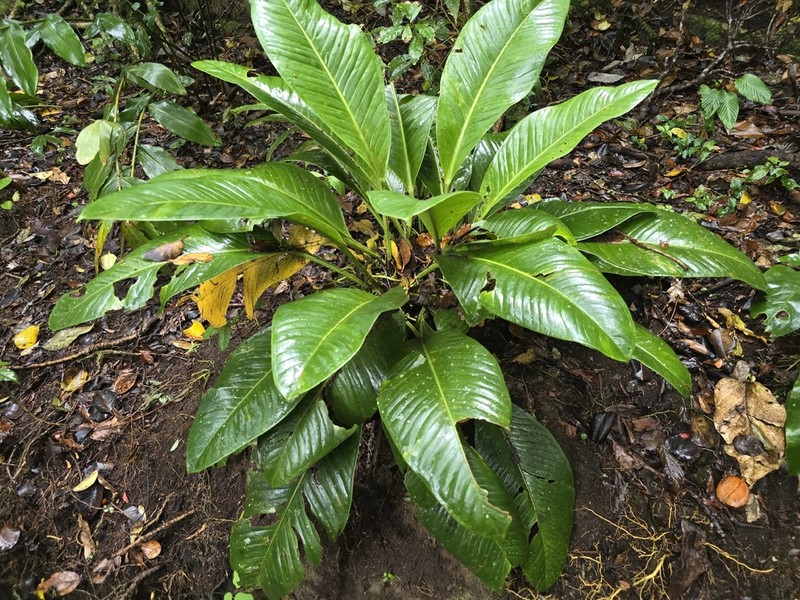 Anthurium ramonense photo 2