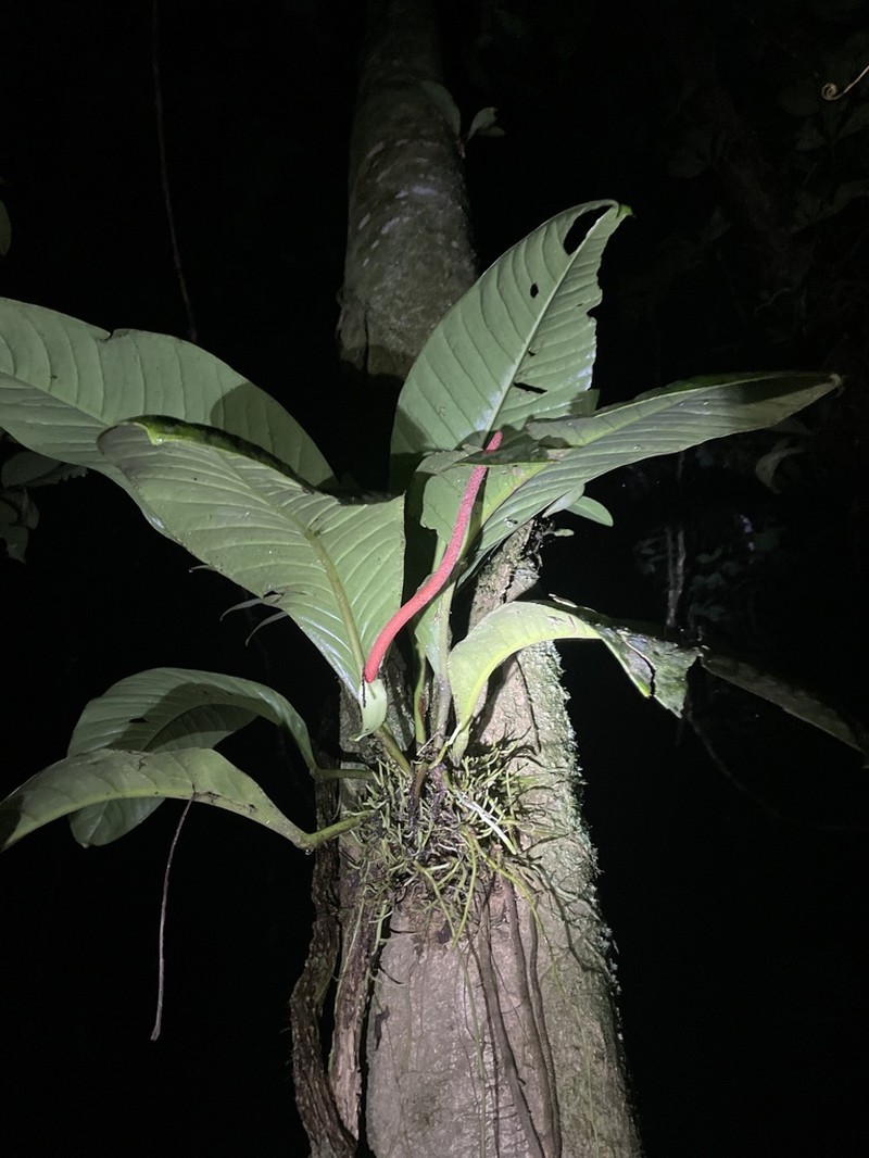 Anthurium ramonense photo 3