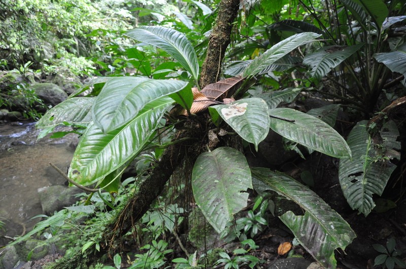 Anthurium ramonense photo 4