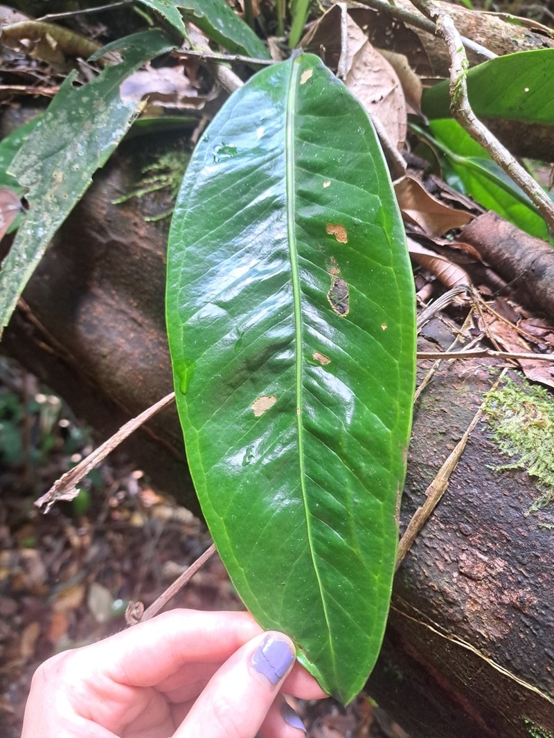 Anthurium ramonense photo 5