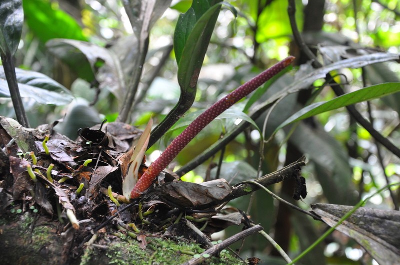 Anthurium ramonense photo 6