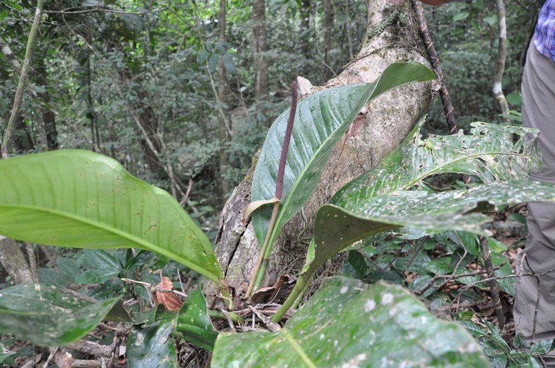Anthurium ramonense photo 7