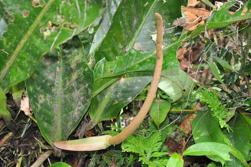 Anthurium ramonense photo 8