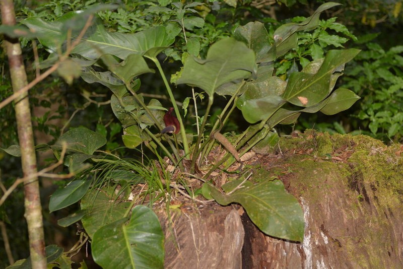 Anthurium ranchoanum