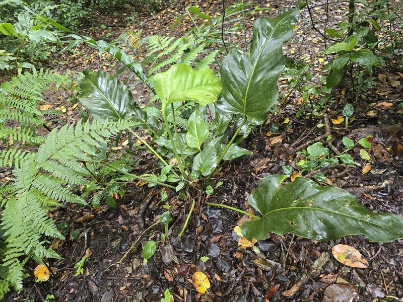 Anthurium ranchoanum photo 2