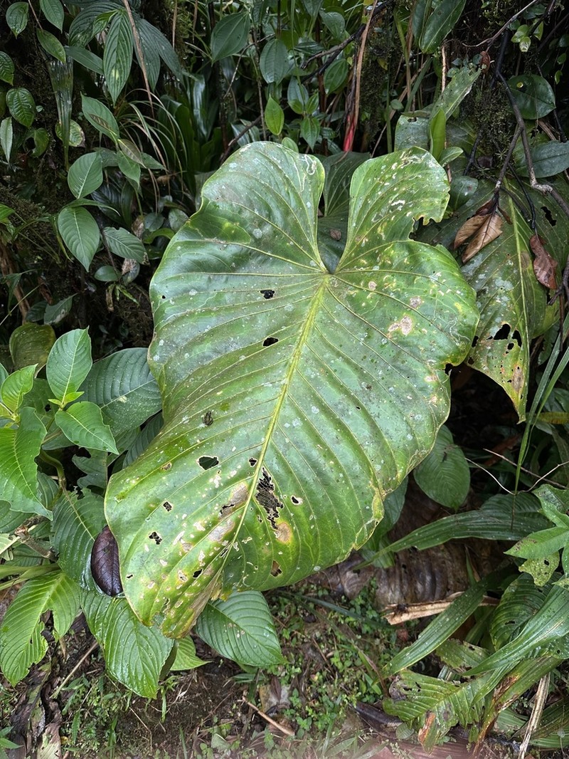 Anthurium ranchoanum photo 3
