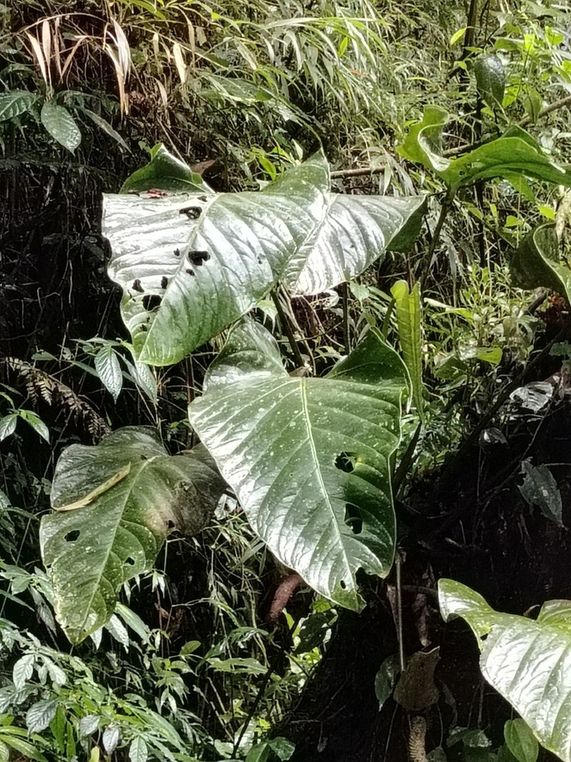 Anthurium ranchoanum photo 4