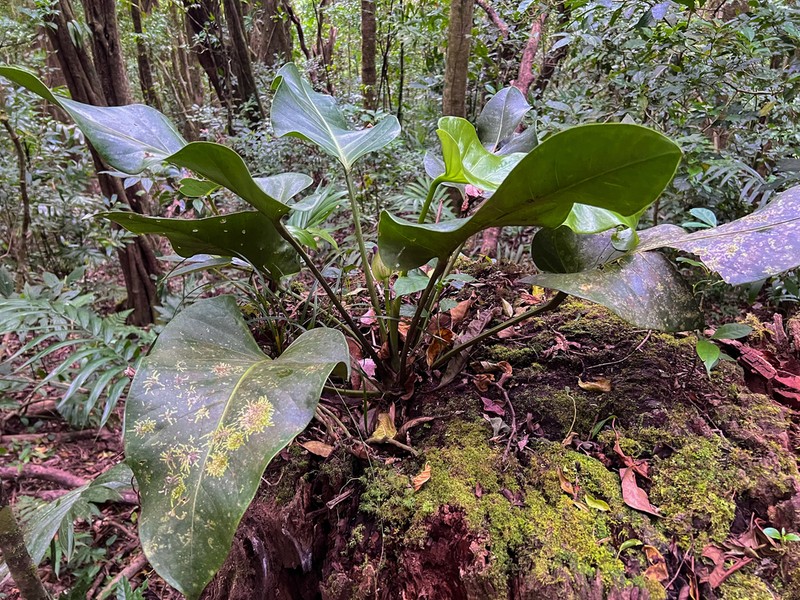 Anthurium ranchoanum photo 5