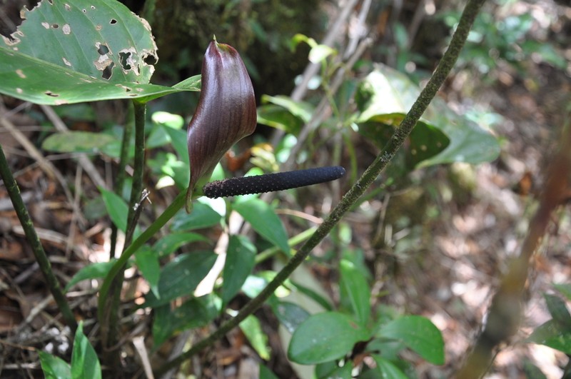 Anthurium ranchoanum photo 6