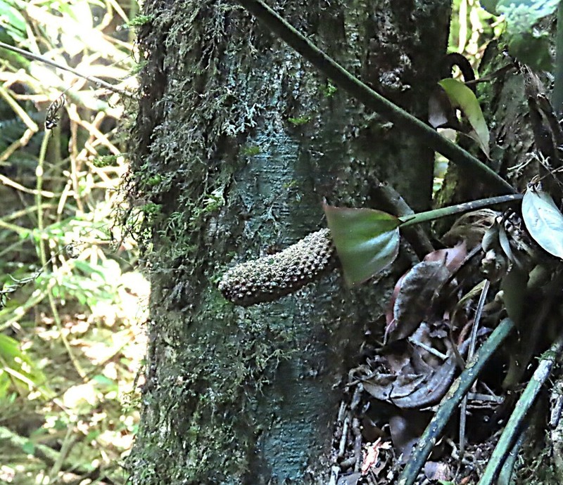 Anthurium ranchoanum photo 7
