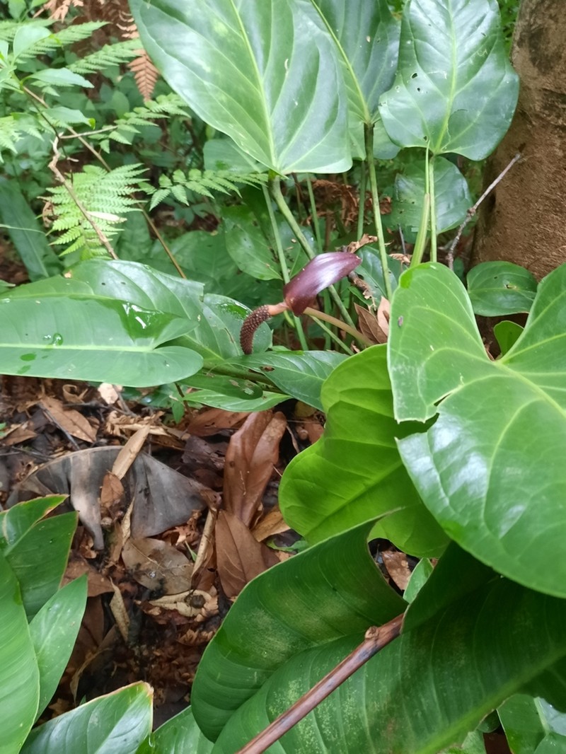 Anthurium ranchoanum photo 8