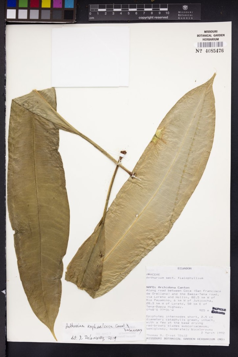 Anthurium raphaelense photo 3