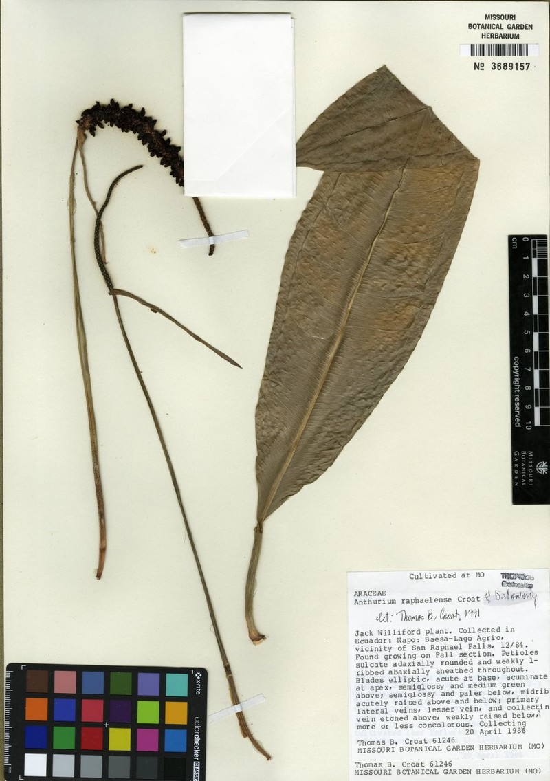 Anthurium raphaelense photo 5