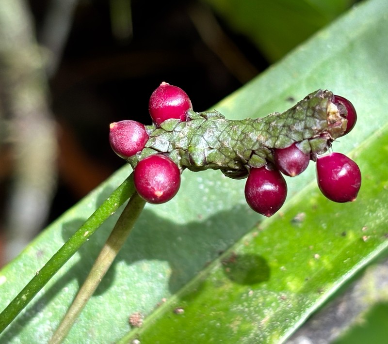 Anthurium raphaelense photo 2