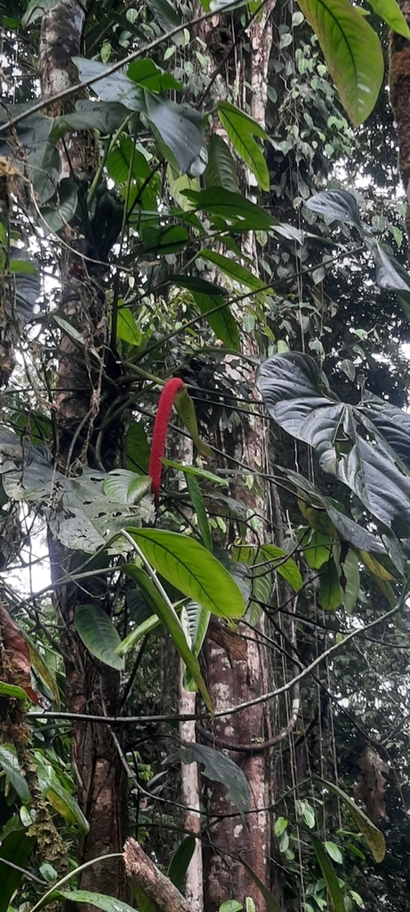 Anthurium ravenii