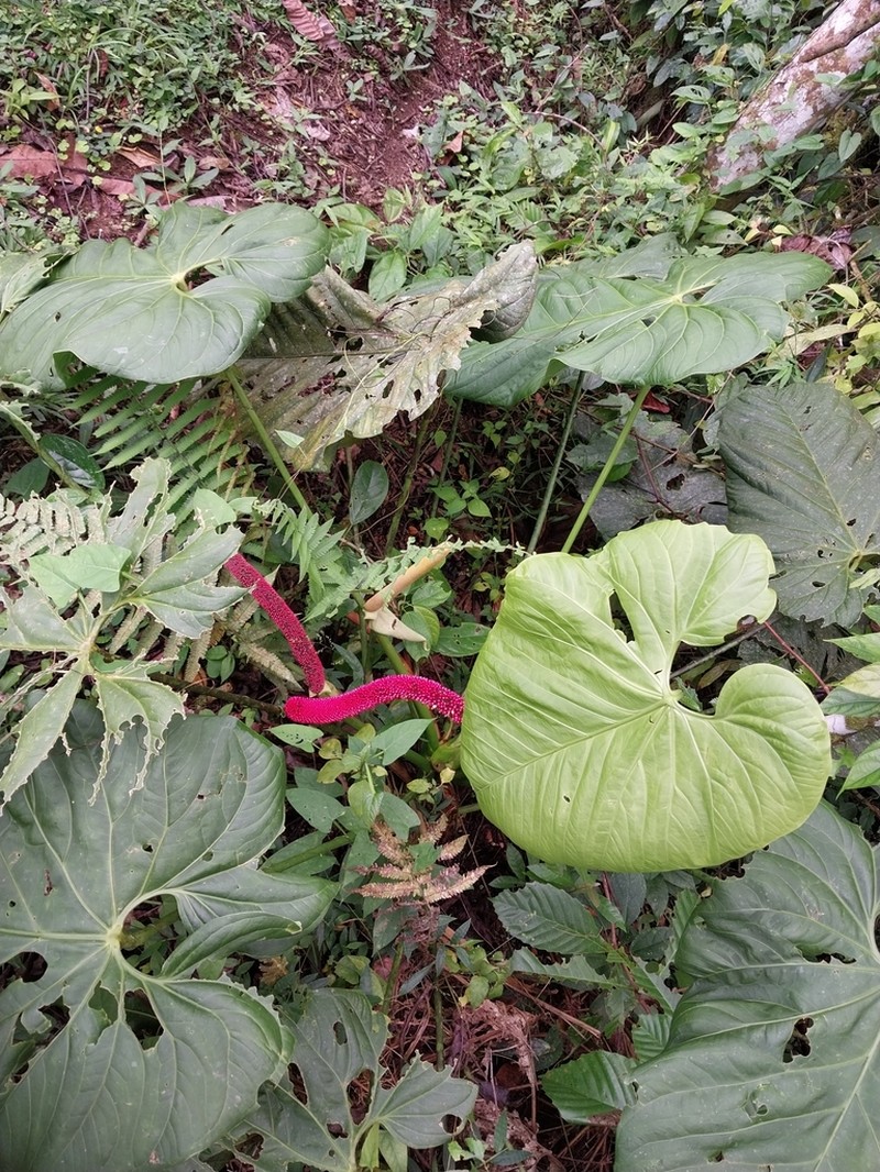 Anthurium ravenii photo 2
