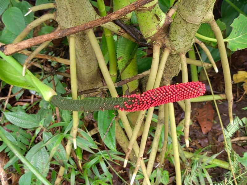 Anthurium ravenii photo 3