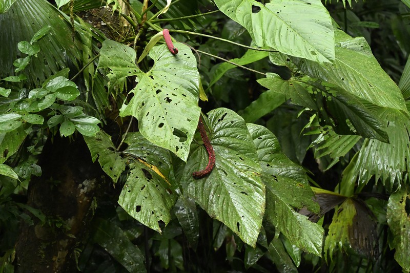 Anthurium ravenii photo 4