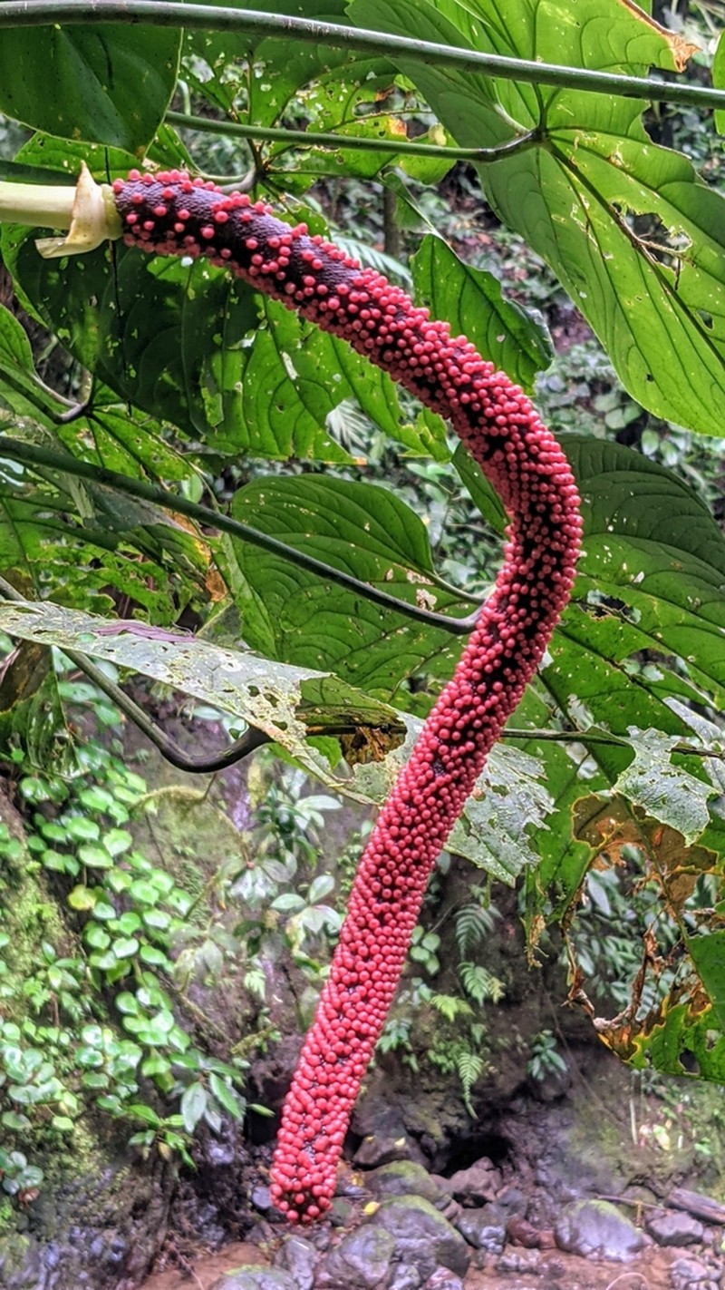 Anthurium ravenii photo 5