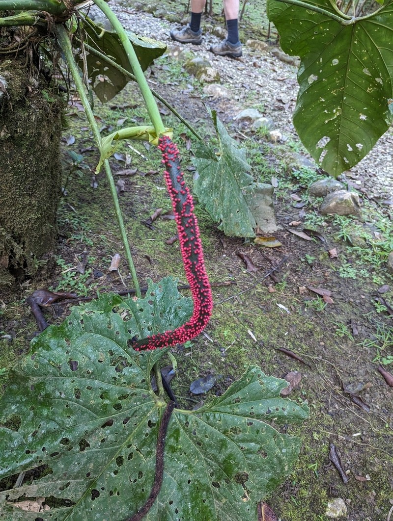Anthurium ravenii photo 6