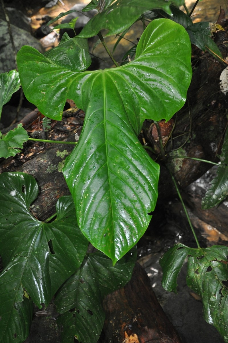 Anthurium ravenii photo 7