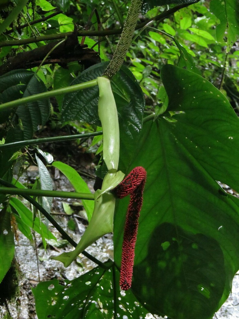Anthurium ravenii photo 8