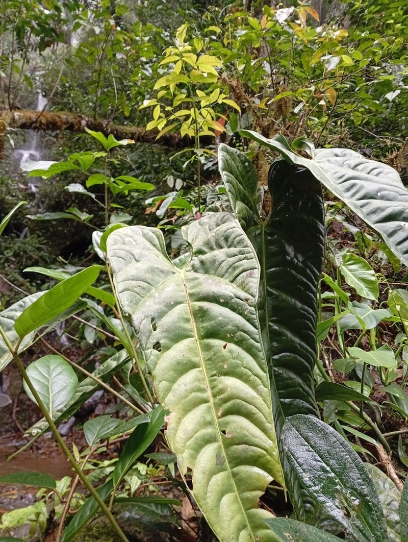 Anthurium recavum
