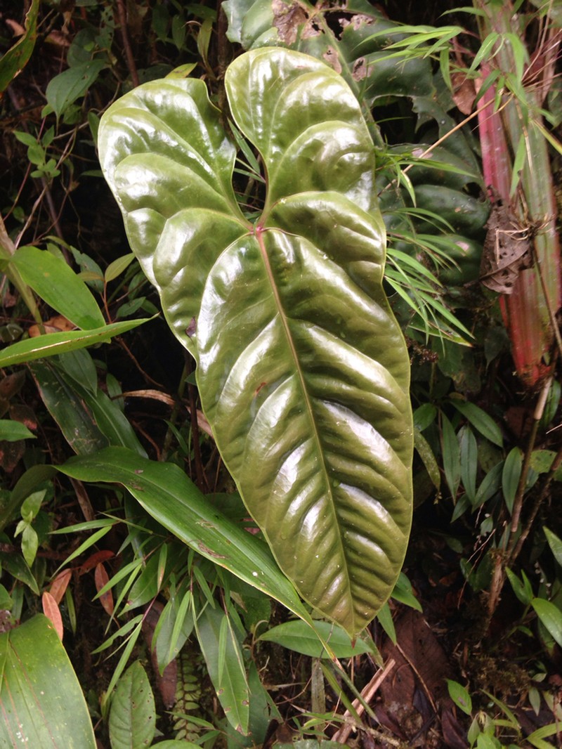 Anthurium recavum photo 2