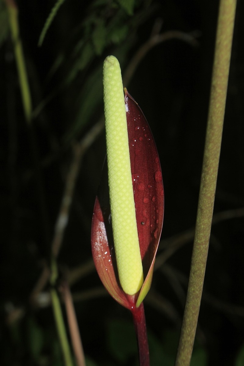 Anthurium recavum photo 3