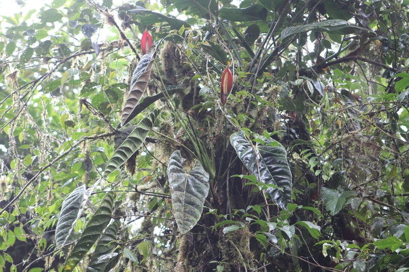 Anthurium recavum photo 4