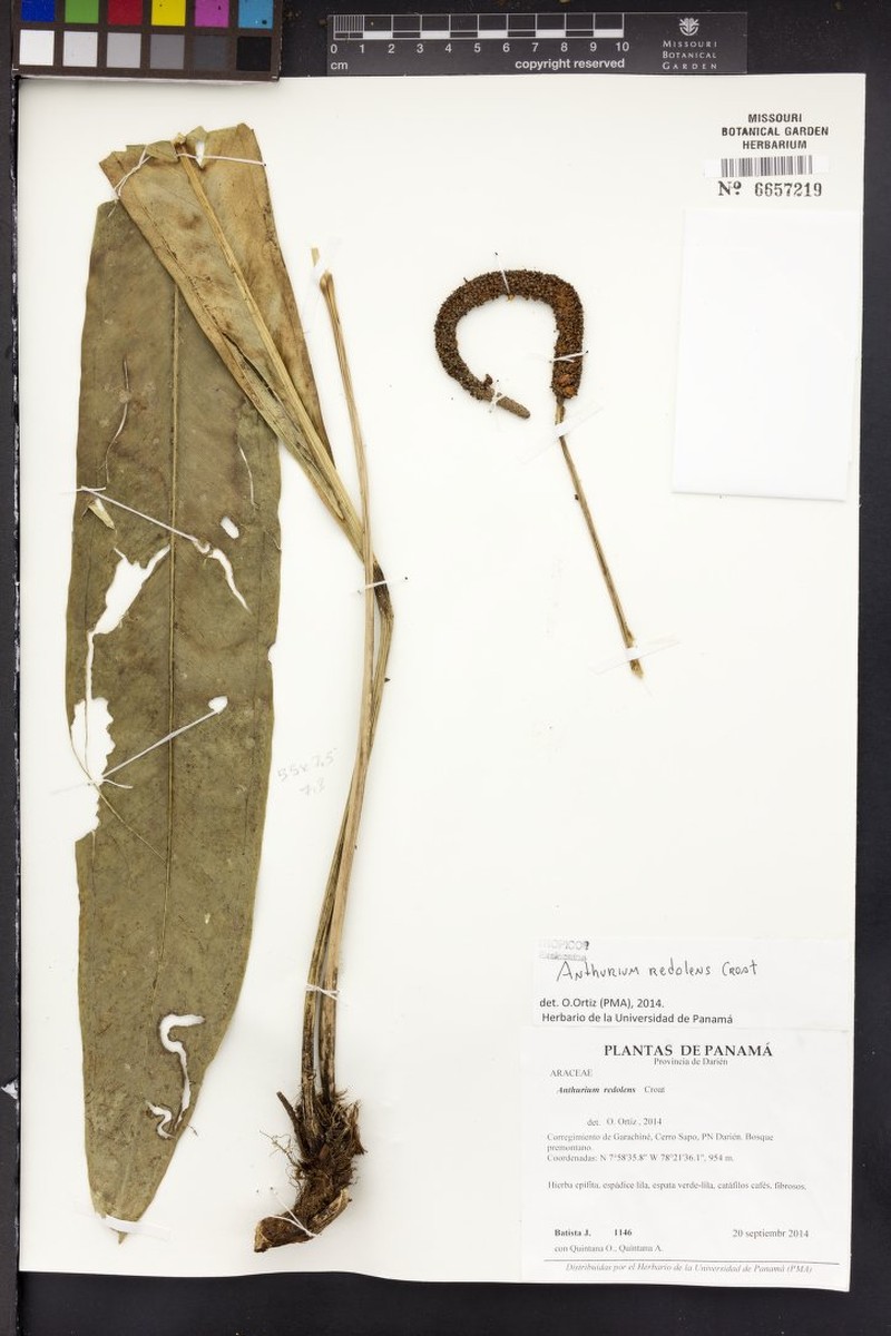 Anthurium redolens