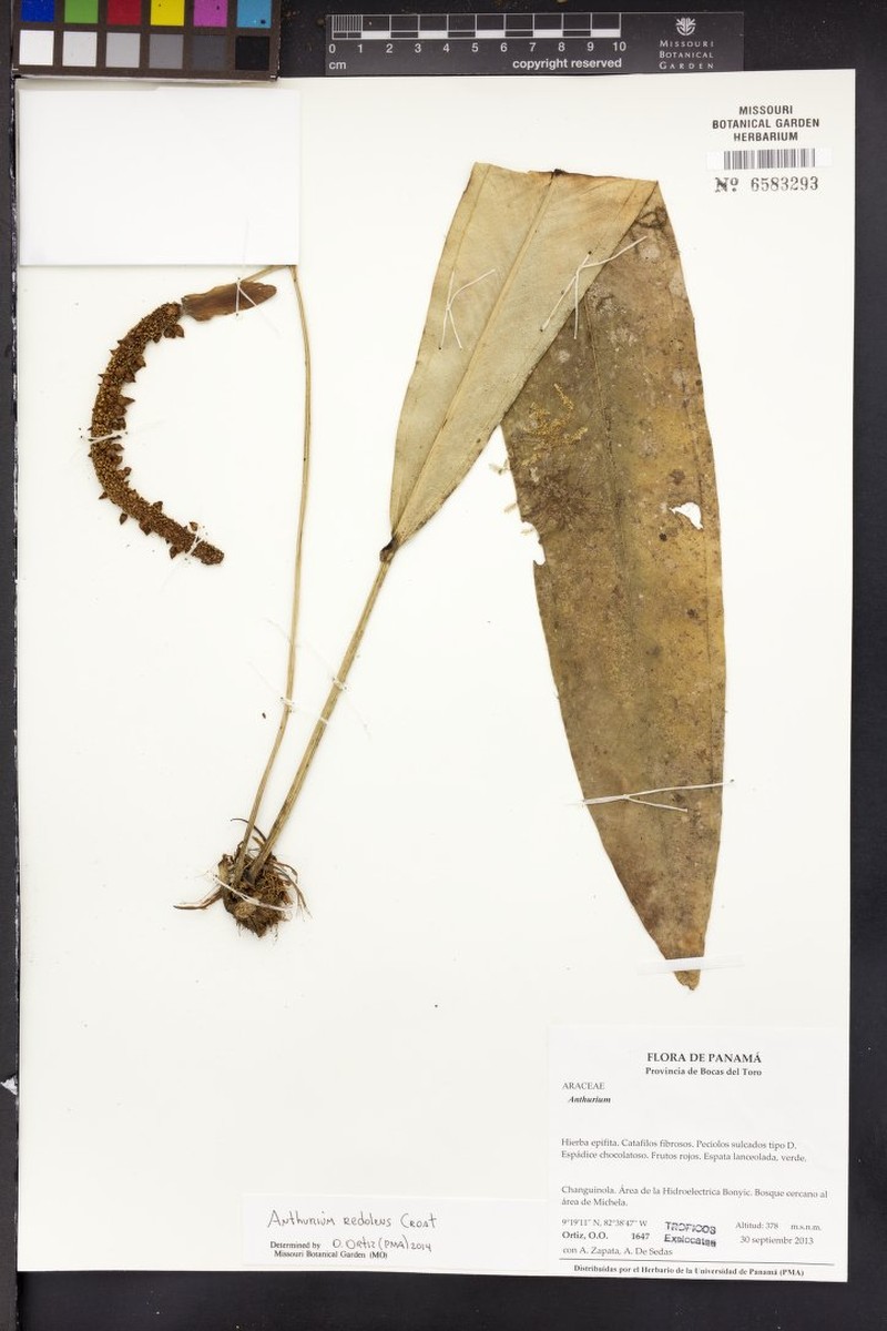 Anthurium redolens photo 2