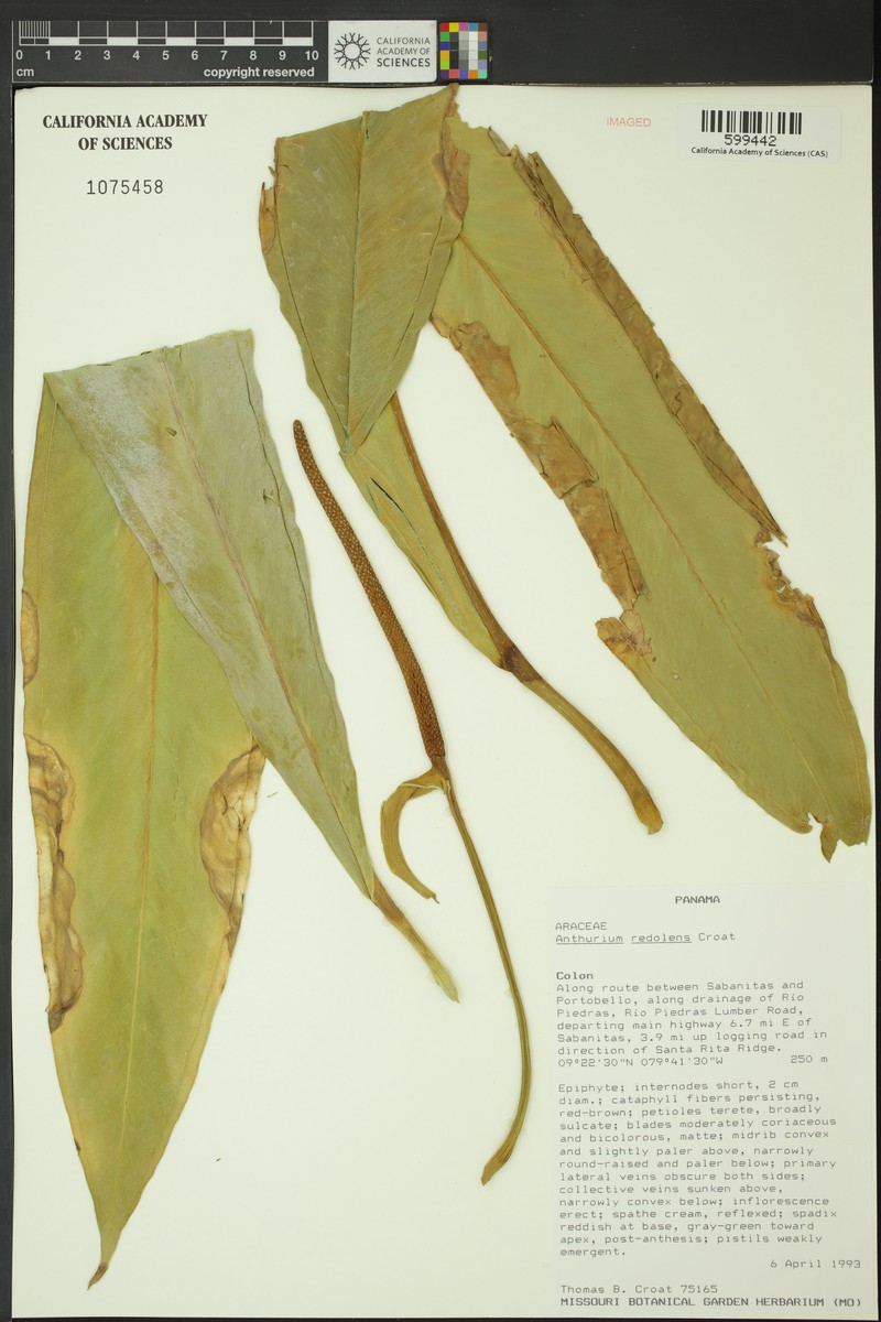 Anthurium redolens