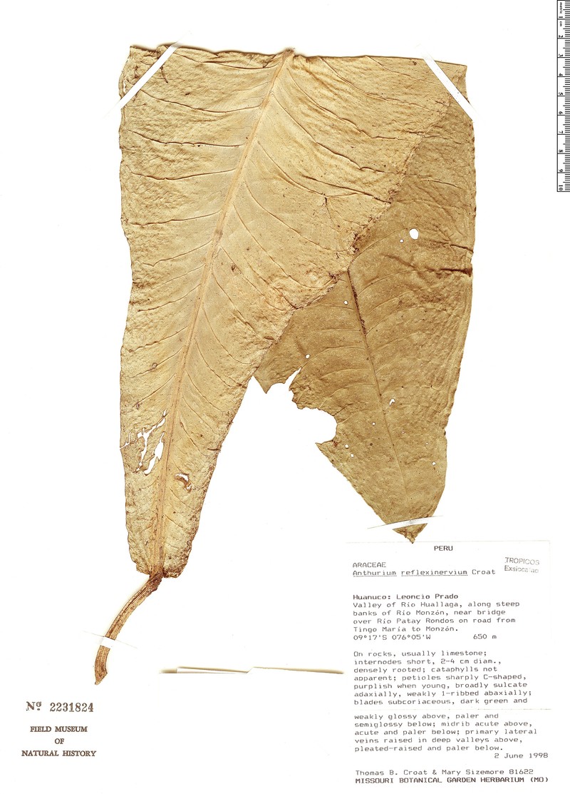 Anthurium reflexinervium photo 2