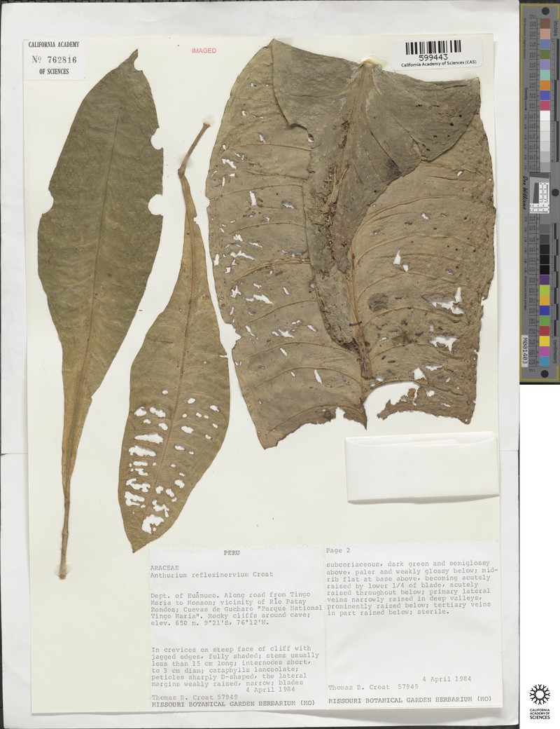 Anthurium reflexinervium
