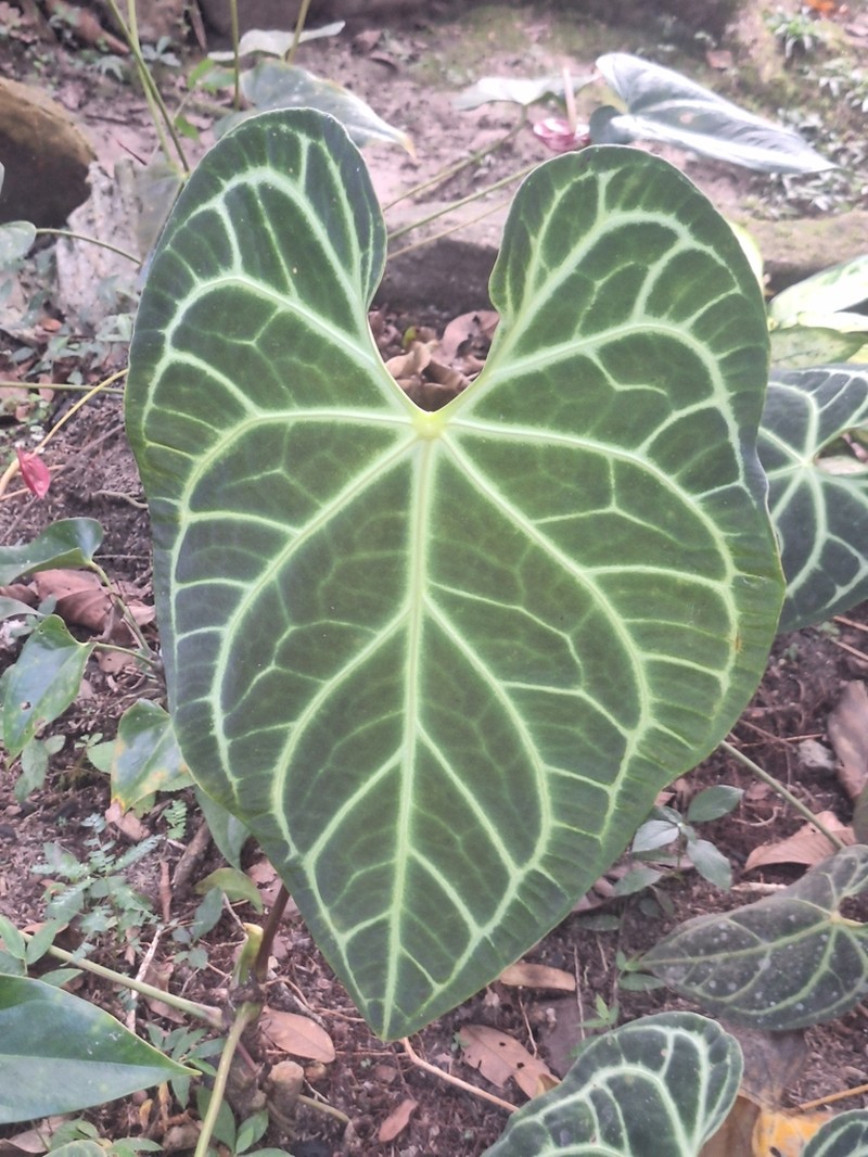 Anthurium regale photo 4