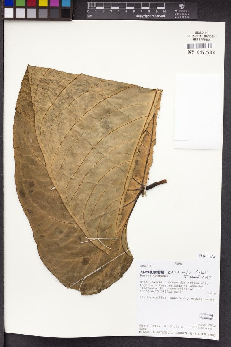 Anthurium regale photo 5