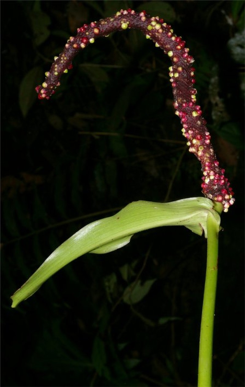 Anthurium regale photo 6