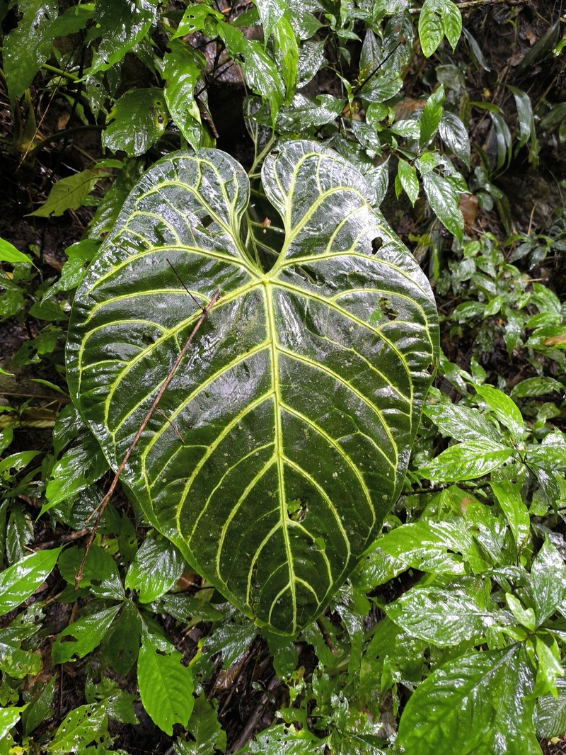 Anthurium regale photo 3