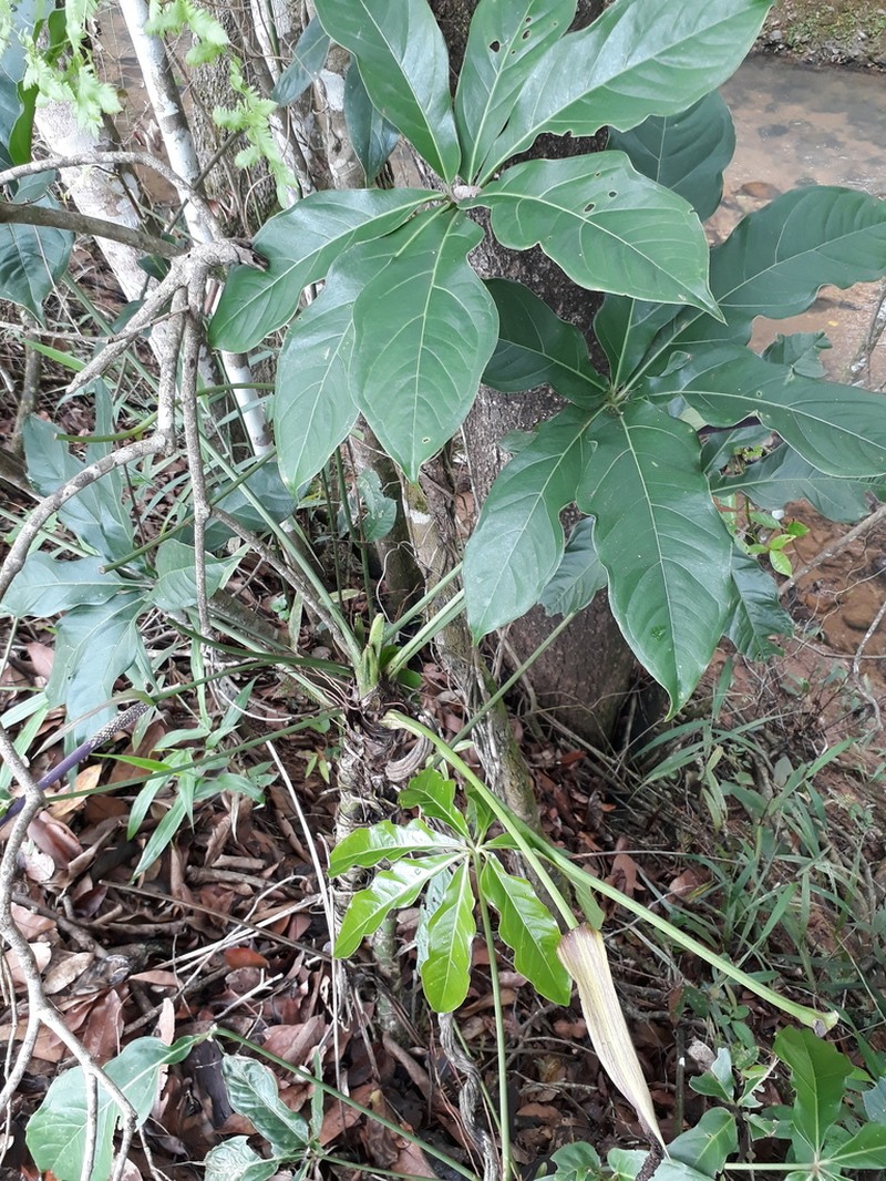 Anthurium regnellianum photo 3