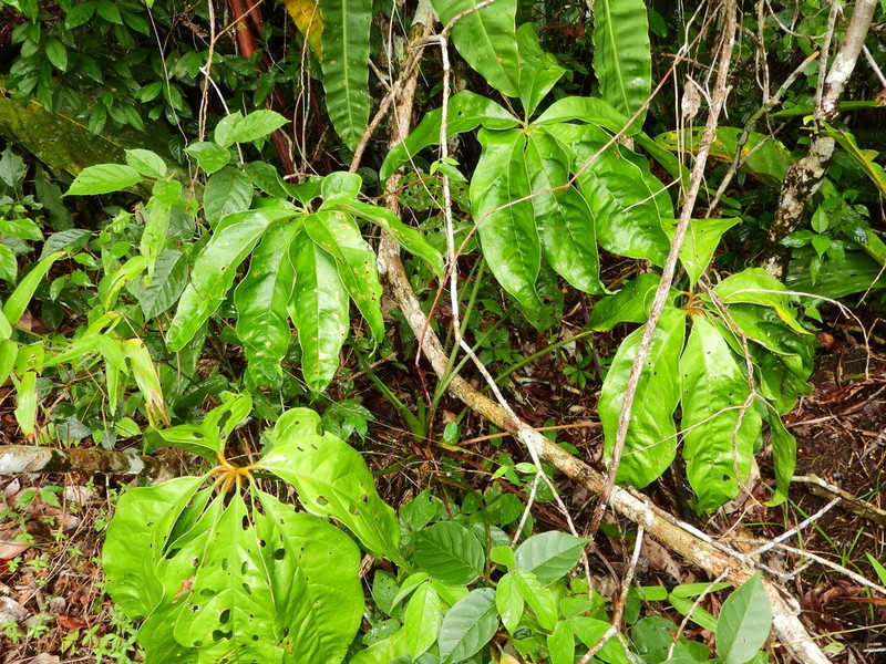 Anthurium regnellianum photo 4