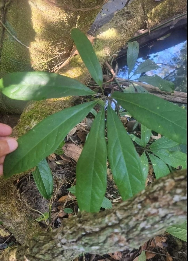 Anthurium regnellianum photo 6
