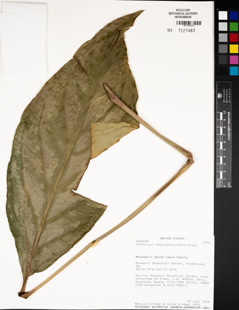 Anthurium remotigeniculatum