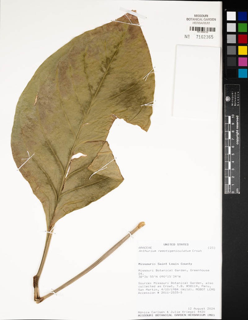 Anthurium remotigeniculatum photo 2