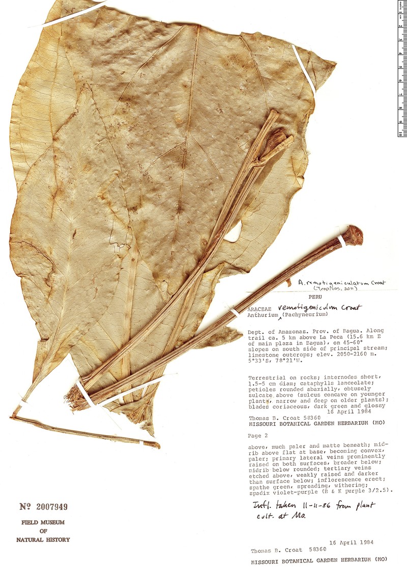 Anthurium remotigeniculatum photo 3
