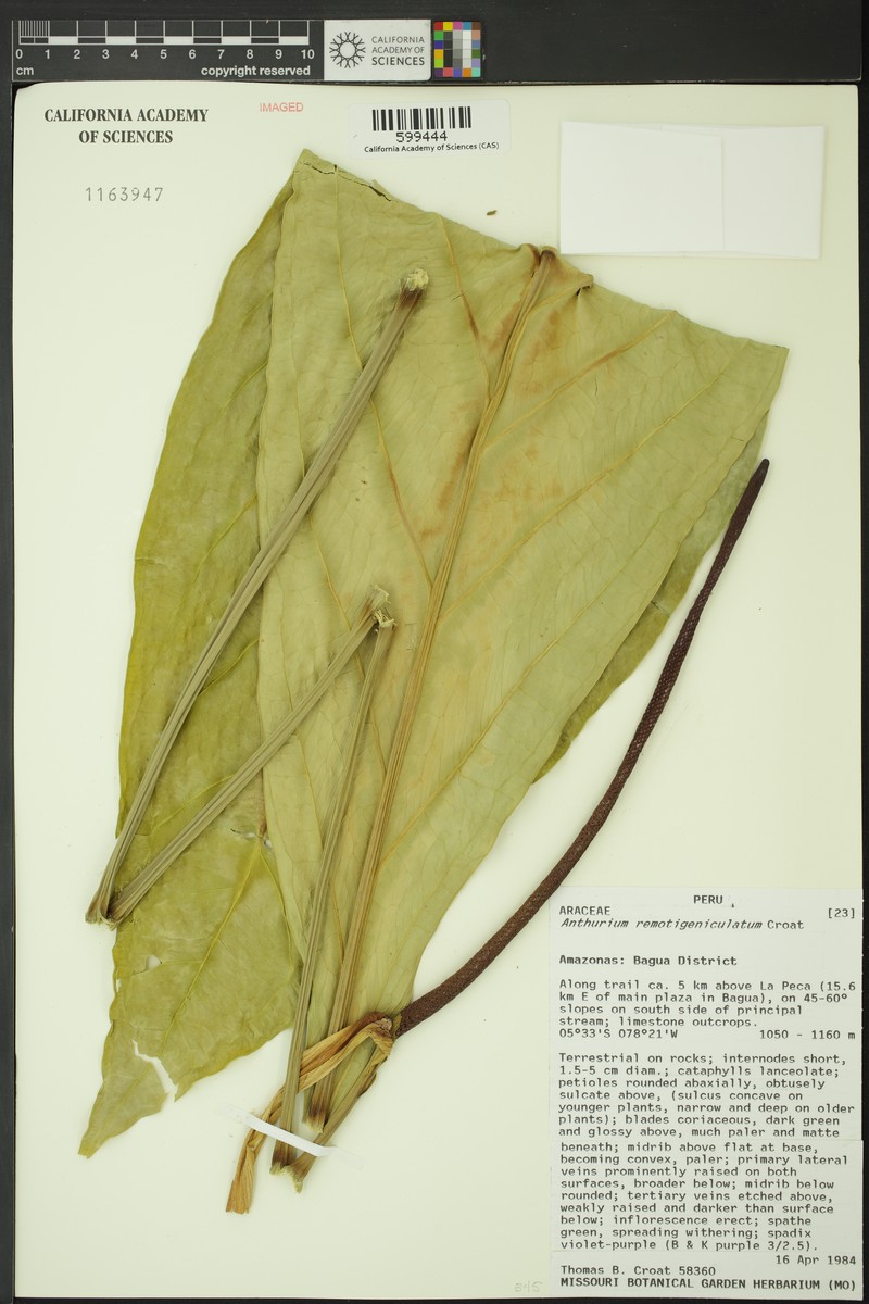 Anthurium remotigeniculatum