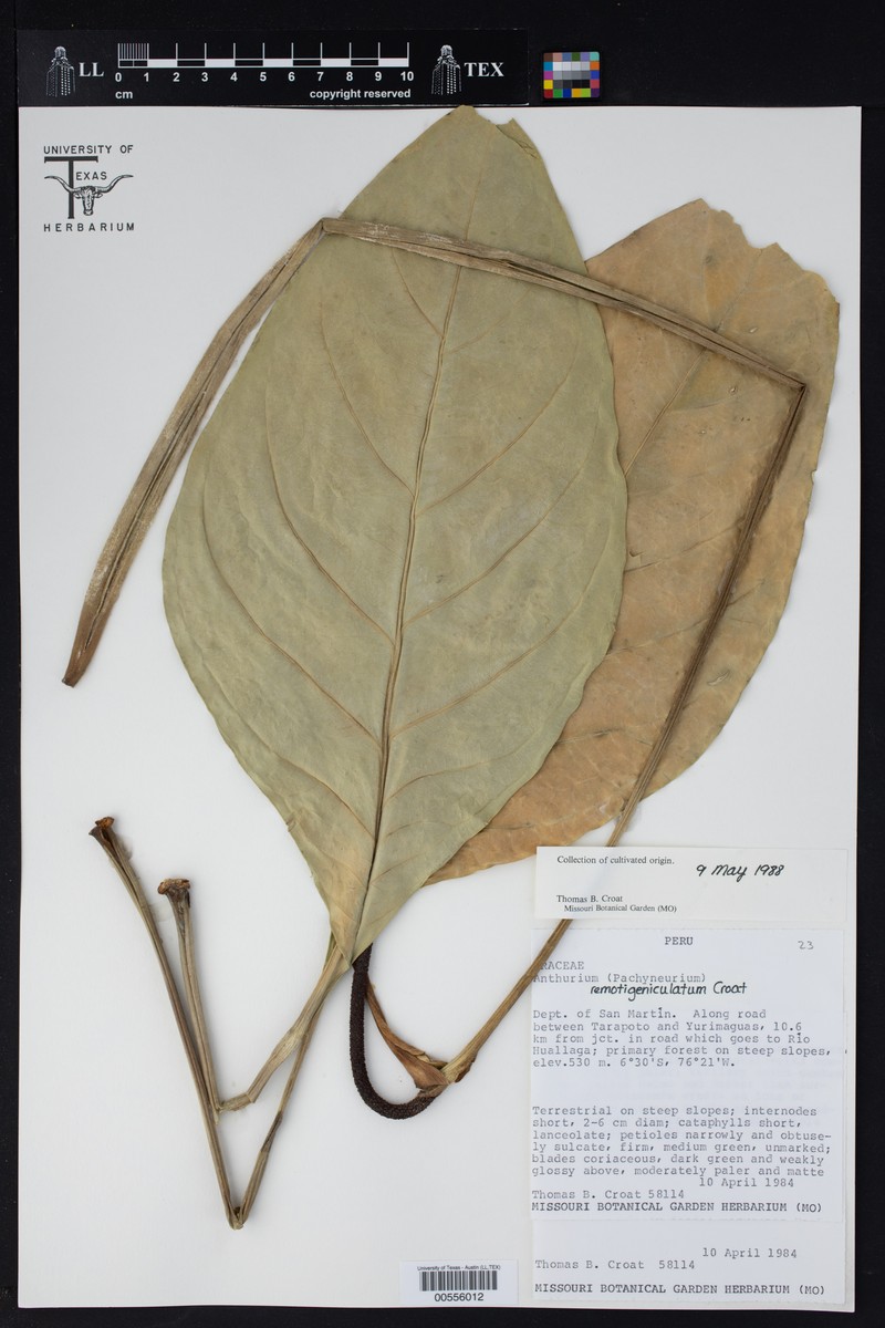 Anthurium remotigeniculatum photo 2