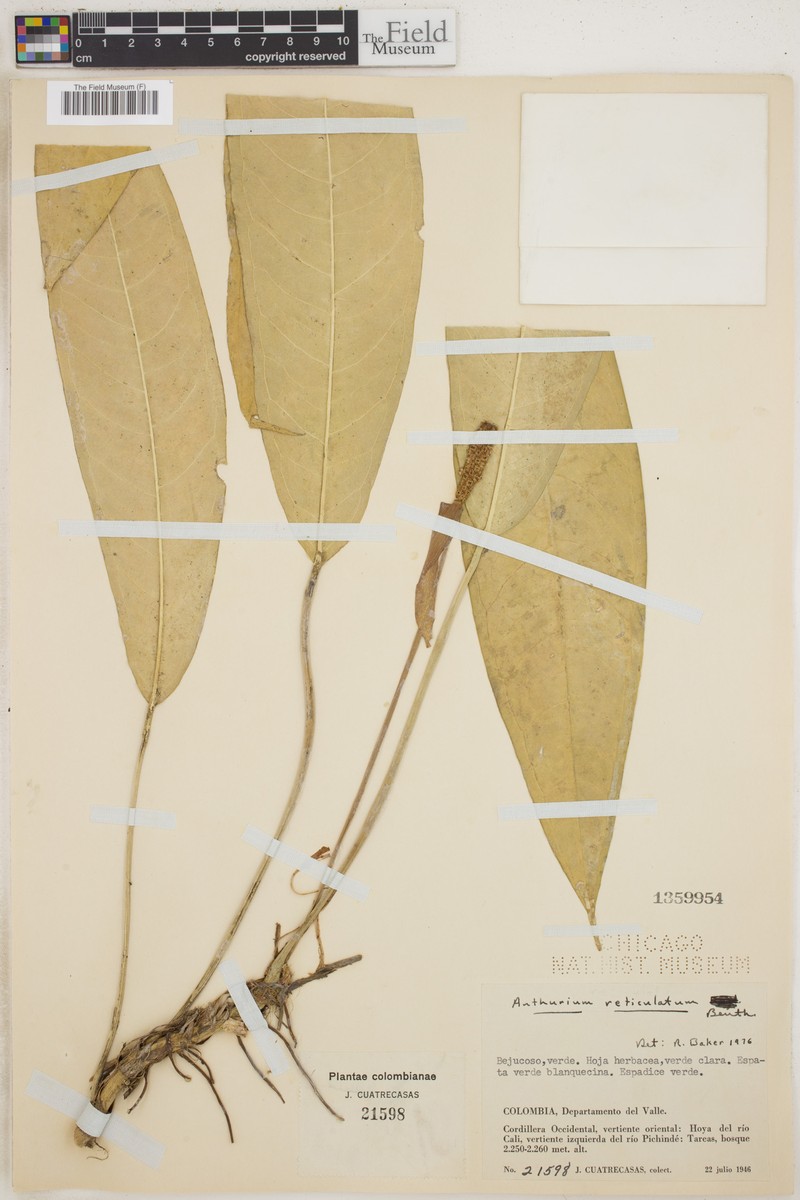 Anthurium reticulatum