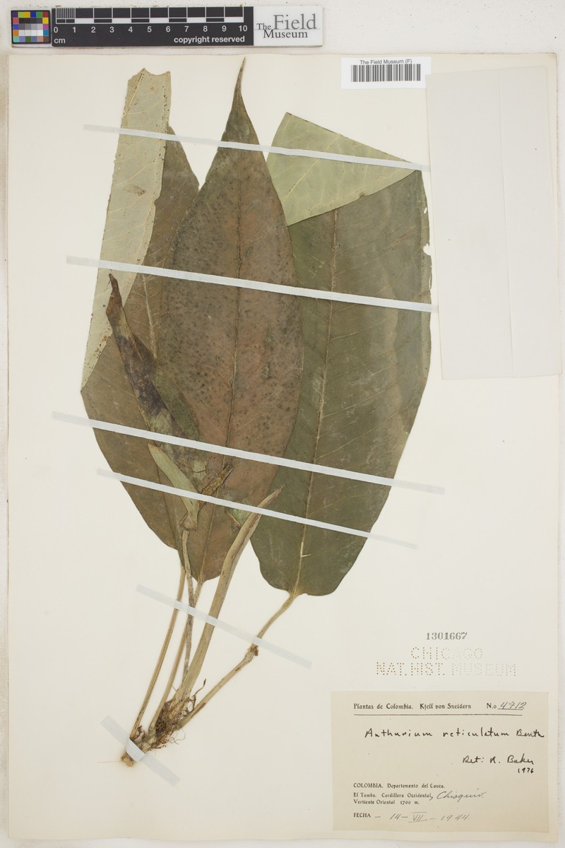 Anthurium reticulatum photo 2